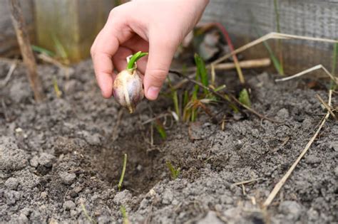 1 500 Plantar Ajos Fotografías De Stock Fotos E Imágenes Libres De