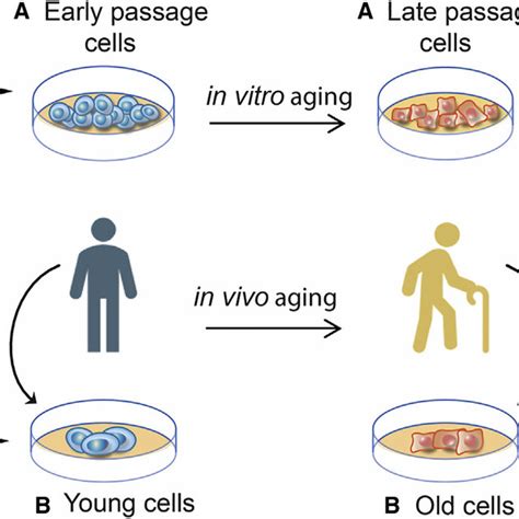 Terms That Describe In Vitroand In Vivo Aged Cells A Early And