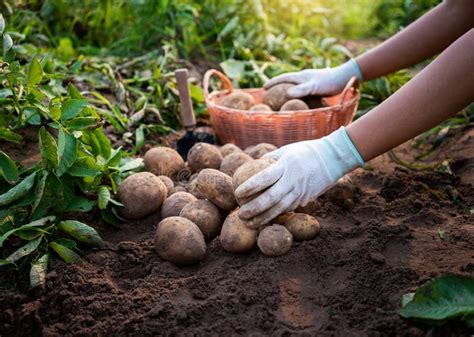 Farmer Harvesting Potatoes Stock Image Image Of Outdoor 245776223