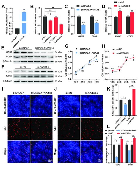 Anxa6 Inhibits The Proliferation Of Chicken Intramuscular Download