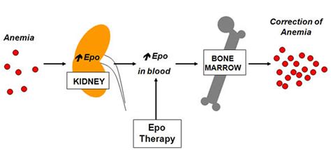 Erythropoietin (EPO) - Function & Erythropoietin Therapy Side Effects