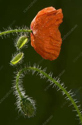 Field Poppy Papaver Rhoeas Stock Image C Science Photo