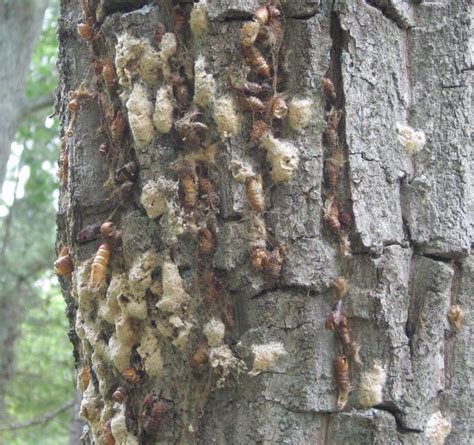 Gypsy Moth Pupae And Egg Sacs Lymantria Dispar Remnants Fo Flickr