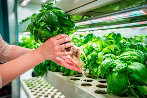 Siemens Niederlassung Frankfurt betreibt Vertical Farming für den