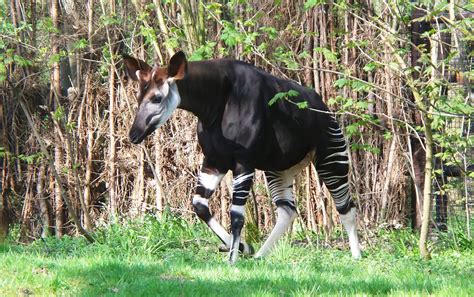 Il mondo della selezione naturale è stravagante 13 animali che