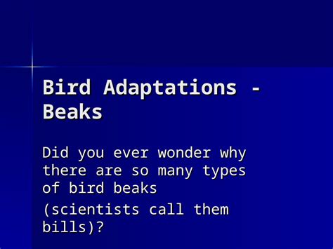 Ppt Bird Adaptations Beaks Dokumentips