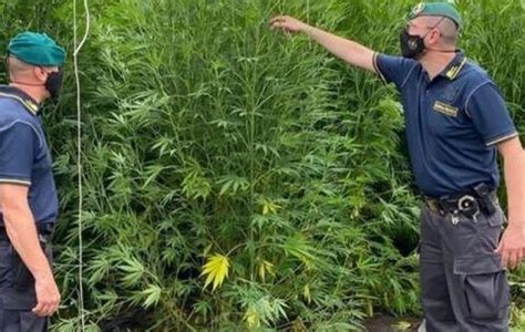 Scoperta Piantagione Di Cannabis Dall Abruzzo Alle Marche Un