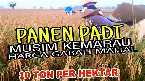 Panen Padi Musim Kemarau Hasil Nya Sangat Melimpah Ton Per Hektar