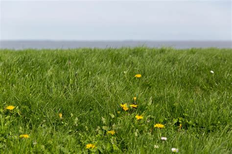 Free Images Field Lawn Meadow Prairie Flower Green Pasture