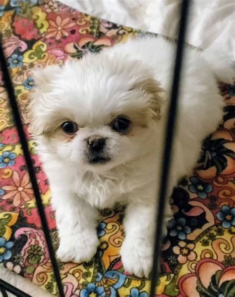 Purebred Pekingese Puppies | PetClassifieds.com