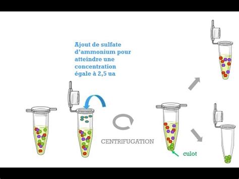 PRECIPITATION DIFFERENTIELLE DES PROTEINES PAR DES SELS YouTube