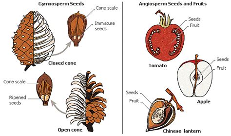 Parts Of A Pinecone