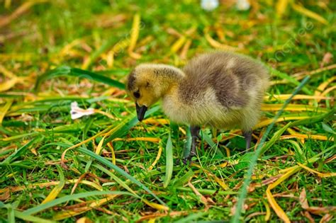 Canada Goose Goslings On Grass Canada Goose Goslings Photo Background