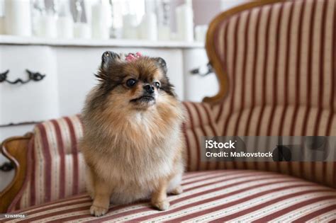 Pomeranian Adalah Jenis Anjing Dari Jenis Spitz Sering Dikenal Sebagai