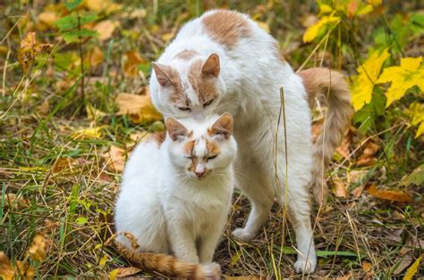 Why Do Cats Bite Each Others Necks 6 Vet Reviewed Reasons Hepper