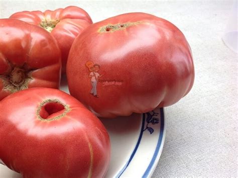 Dwarf Mallee Rose Tomato Renaissance Farms Heirloom Tomato Seeds