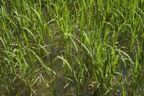 Rice Plant In The Delta Del Ebro Stock Image Image Of Natural