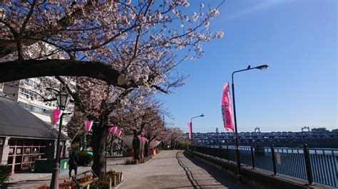 台東区公園課（taito Park） On Twitter 🌸サクラ開花状況🌸 3月25日現在、隅田公園のソメイヨシノは 「5分咲き」です