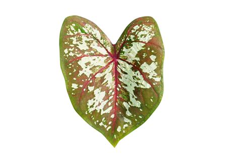 Beautiful Caladium Bicolor Leaves 20943612 PNG