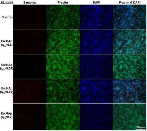 Fluorescence images of HEK293 cells cultured in the presence of 100... | Download Scientific Diagram