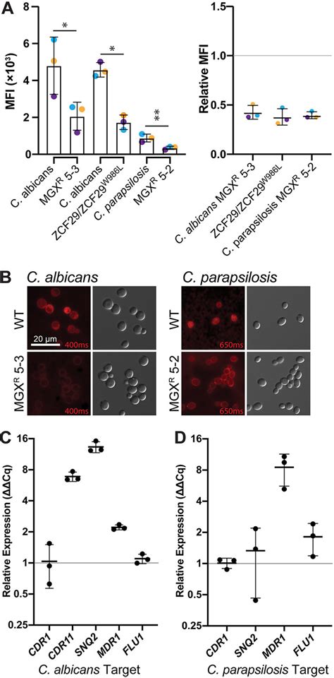 Drug Efflux Is Activated In Mutants Of C Albicans And C Parapsilosis