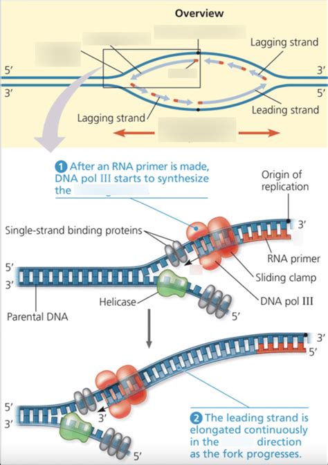 Dna Replication In The Leading Strand Diagram Quizlet