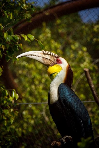 wreathed hornbill  stock photo public domain pictures