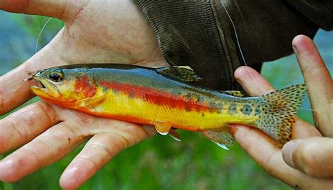 California Golden Trout How To Catch Oncorhynchus Aguabonita