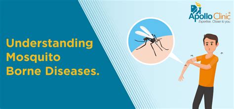 Understanding Mosquito Borne Diseases Apollo Clinic Blog