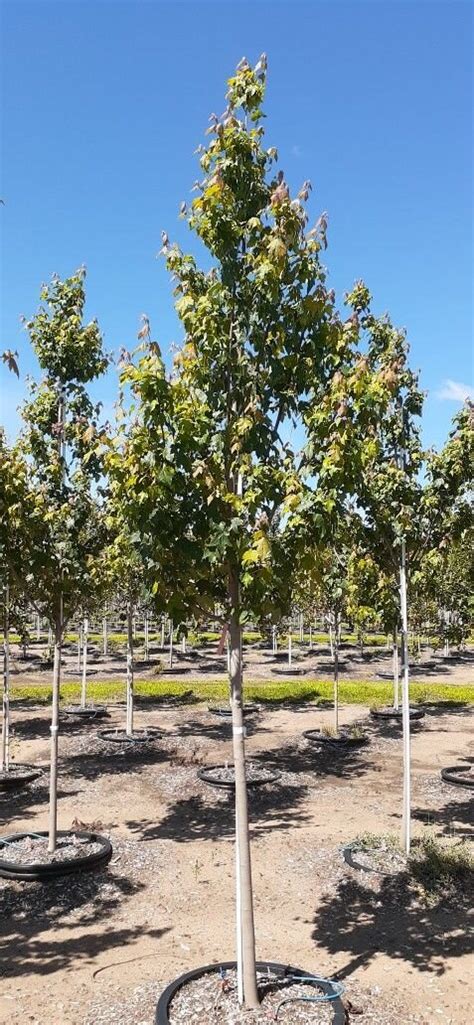 Burgundy Belle Maple — Marks Nursery