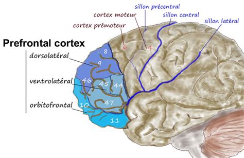 Frontal lobe syndrome causes, symptoms, diagnosis, treatment & prognosis