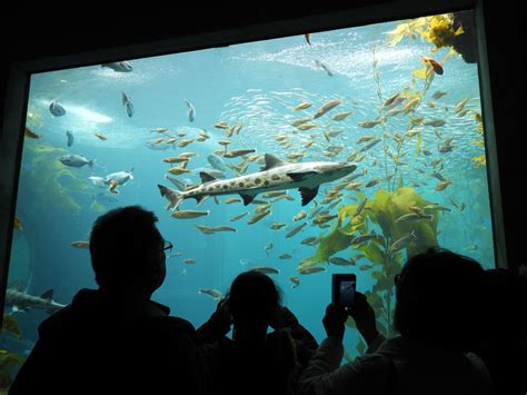 Bay Areas Best Aquariums 4 Top Places To Encounter Marine Life