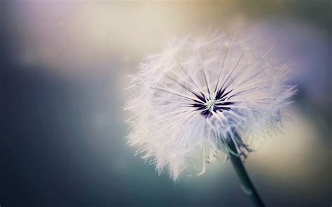 Dandelion Wallpapers Hd Desktop And Mobile Backgrounds