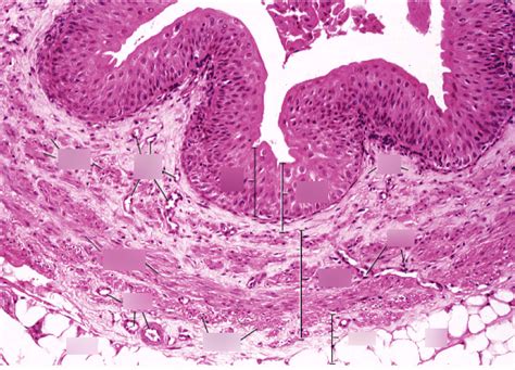 Ureter Histology