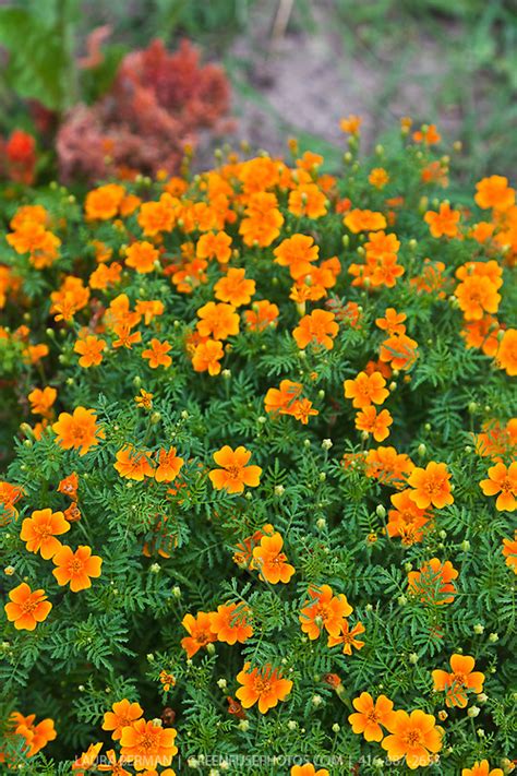 Tangerine Gem Signet Marigold Tagetes Tenuifolia Tangerine Gem