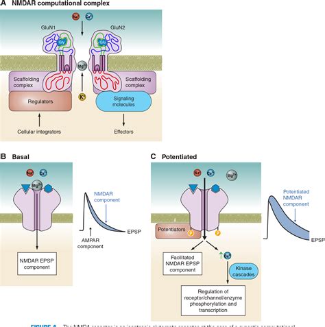 Figure From Calcium Permeable Ion Channels In Pain Signaling