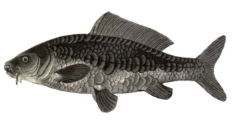 Mirror Carp Drawing from 1841 - Stunning Black and White Fish Illustration