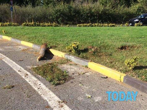 Ladispoli Travolge Ciclisti Un Morto E Quattro Feriti Foto Da Romatoday