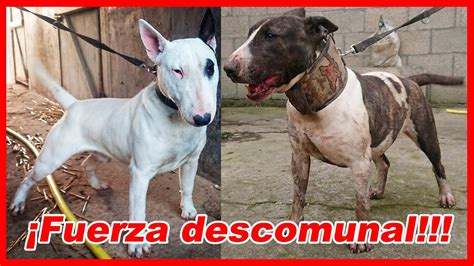 La VERDAD sobre el BULL TERRIER CARACTERÍSTICAS YouTube