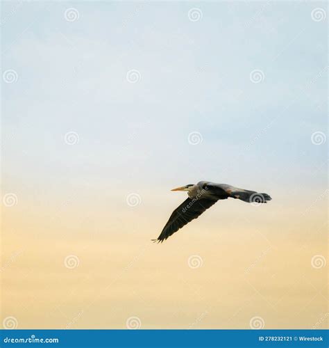 Majestic Blue Heron in Mid-flight during a Beautiful Sunset. Stock