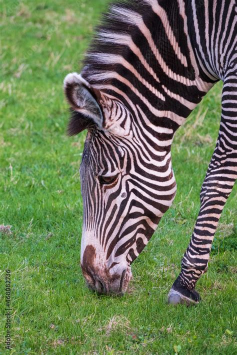 Grevy S Zebra Lat Equus Grevyi Also Known As The Imperial Zebra Eats