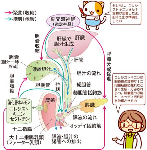 食道・胃・小腸・胆嚢・膵臓の仕組み｜解剖生理をおもしろく学ぶ｜看護roo カンゴルー 看護師 イラスト 看護ノート 胆嚢