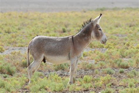 Donkey (Mammals of Saudi Arabia) · iNaturalist