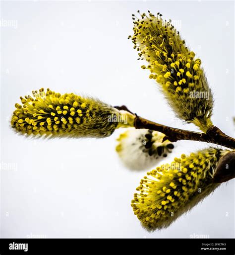 A Close Up View Of Three Pussy Willow Buds Showing Yellow Pollen With A Clean White Background