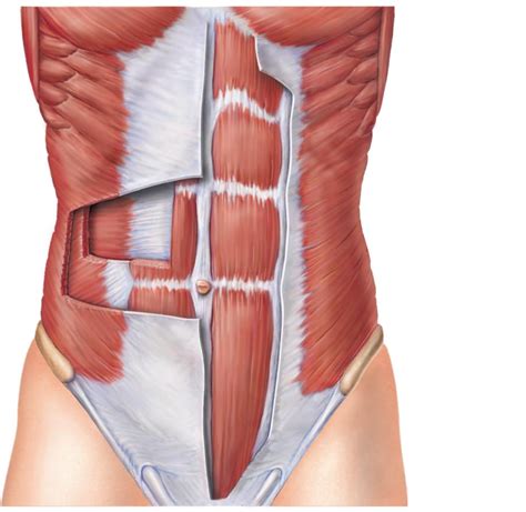 Muscles Abdomen Diagram Quizlet