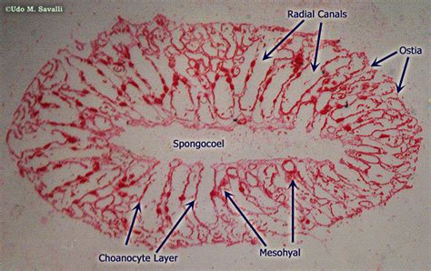 Lab 2 Syconoid Grantia Scypha Diagram Quizlet