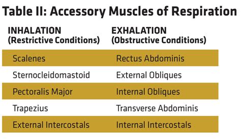 Accessory Muscles Of Respiration Mnemonic