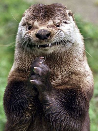 Evil Otter Memes (hot) - Imgflip