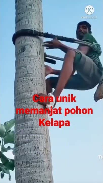 Cara Unik Memanjat Pohon Kelapa Youtube