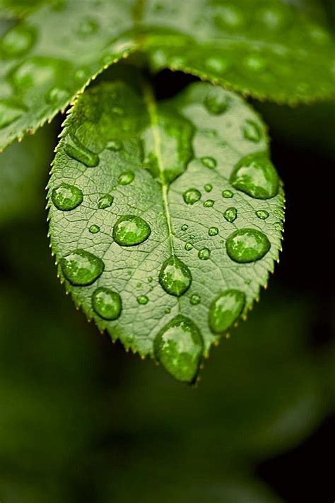 Macro photography | Natura verde, Idee di fotografia, Foglie